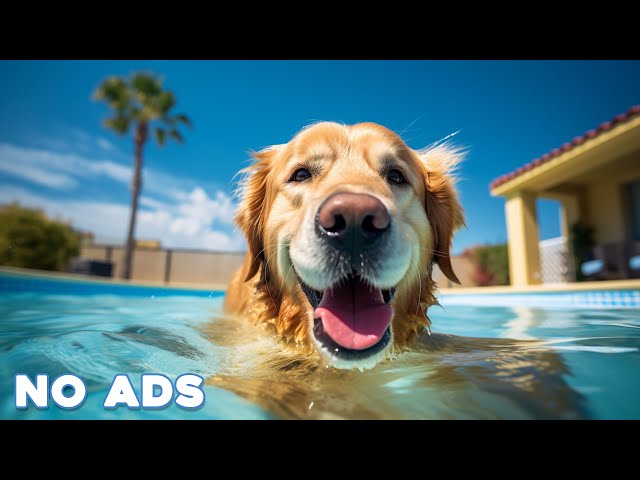 12 Hours Healing Dog Music 🐶 Soothing Sounds for Deep Relaxation and Sleep With Dog Sleeping Sound