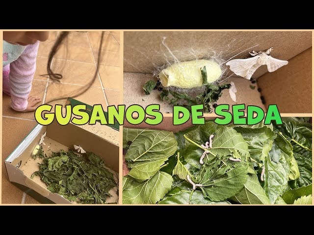 GUSANOS DE SEDA 🍃 Cómo cuidarlos en casa, curiosidades y ciclo vital | Aprender es divertido