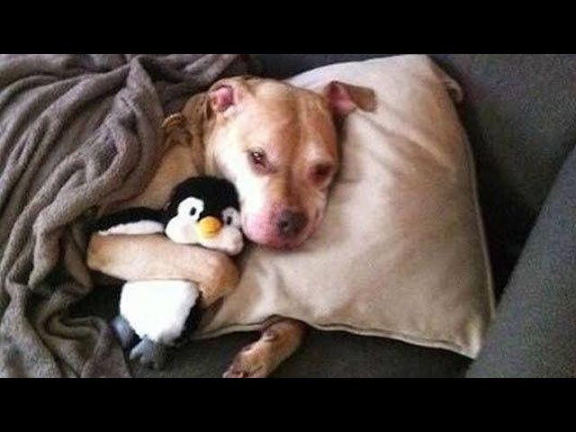You Can’t Stop Laughing At These Dogs 🤣 FUNNIEST DOGS Video 2025