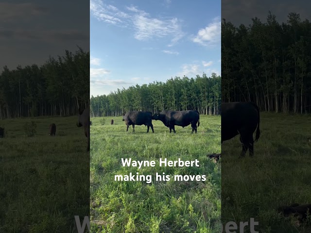 #alberta #ranching #cow #bull #angus #breeding