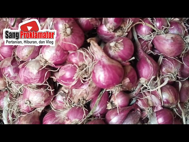 SPEECHLESS...!!! TODAY'S SHALLOT PRICES, FRIDAY, 8/28/2026 AT PROBOLINGGO MARKET
