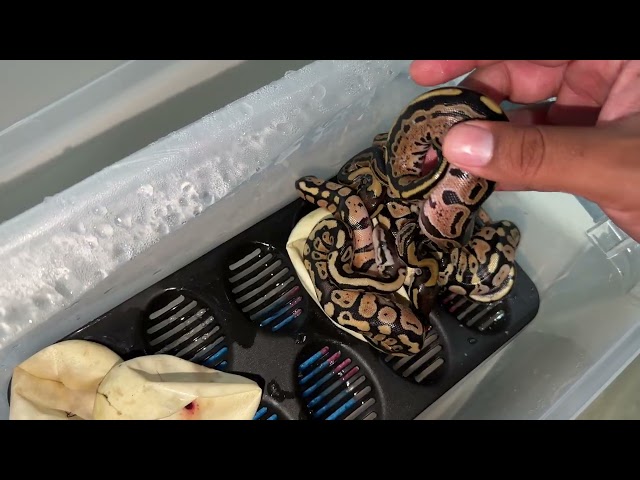 TRI-STRIPE Ball Pythons Are Cool!