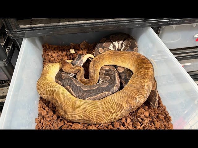Sunset Ball Python Breeding Sugar Female!