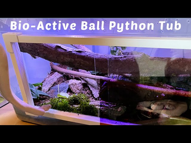 DIY Bio-Active Ball Python Tub Enclosure Upgrade