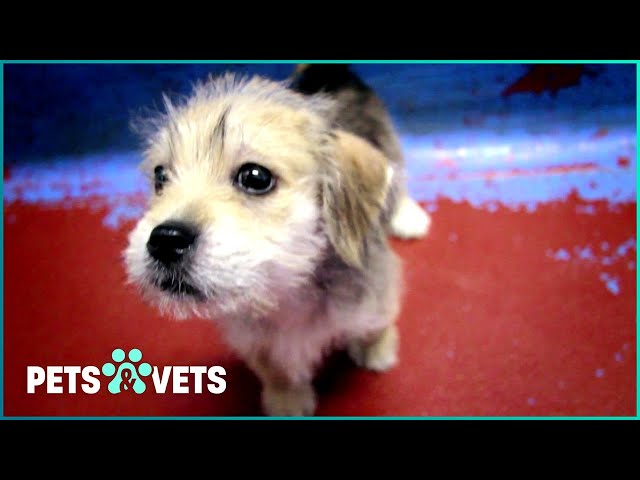 Rescued Dogs Find Hope and Homes at Battersea - Heartwarming Stories