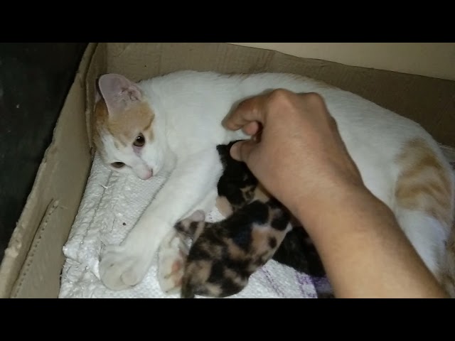 cute Kittie with her tiny kittens