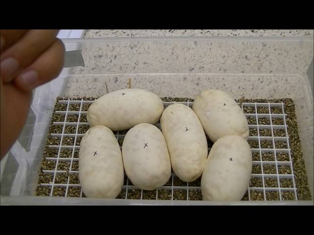 Ball Python Egg Candling Do's And Don'ts
