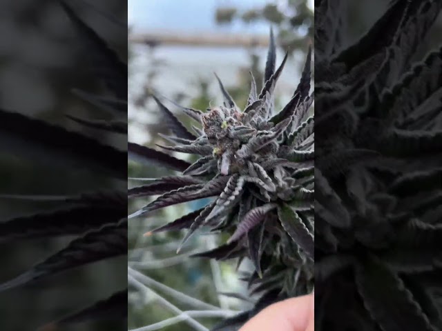 Sun-Grown in Colombia 🇨🇴 at one of the greenhouse side projects