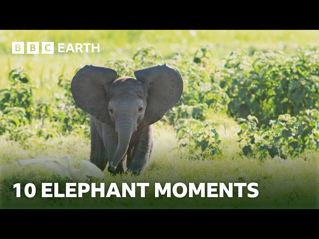 10 Extraordinary Elephant Moments | BBC Earth