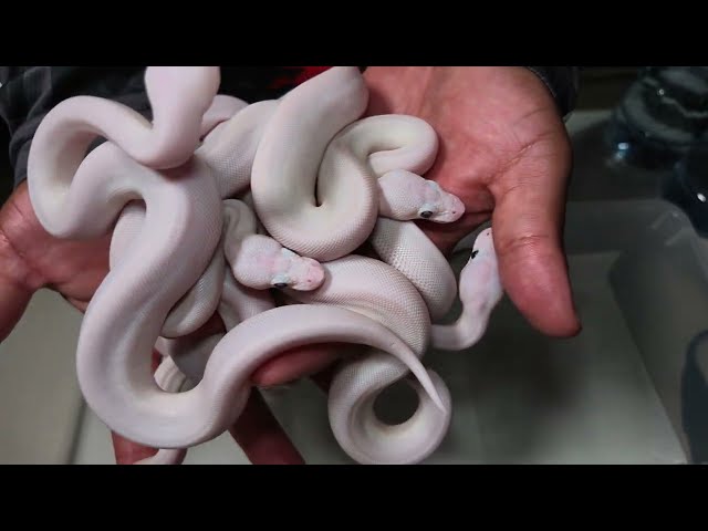 BLUE EYE LUCY Baby Ball Python Overload!