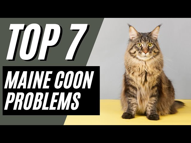 7 Common Maine Coon Cat Behavior Problems & Solutions