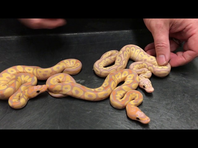 Royal Constrictor Designs' Ball Python hatching season has begun!