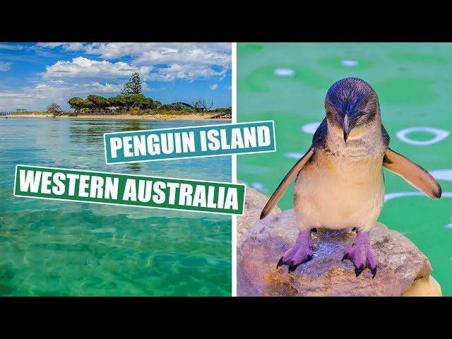 AUSTRALIA | Vlog 136 - Visiting The World's Smallest Penguin | Rockingham | PERTH