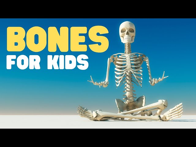 Bones for Kids | Learn about the Skeletal System for Kids
