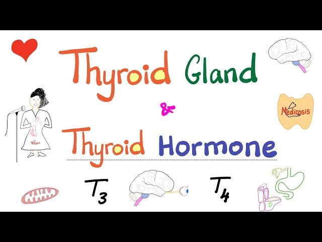 The Thyroid Gland - Thyroid Hormone (T3 & T4) - Endocrine System