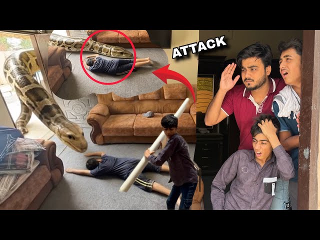 DANGEROUS PYTHON SNAKE 🐍 CARRIES MUNNA AWAY