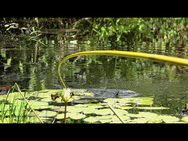 This old swamp fishing spot has not been touched by anyone #SG-436