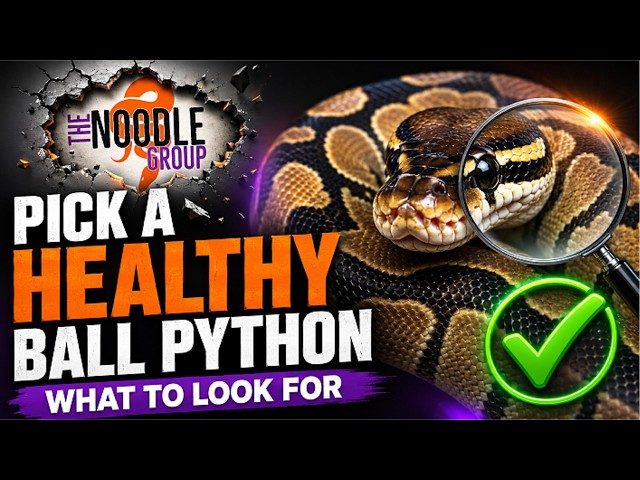 New Ball Python? Check This Before You Buy!