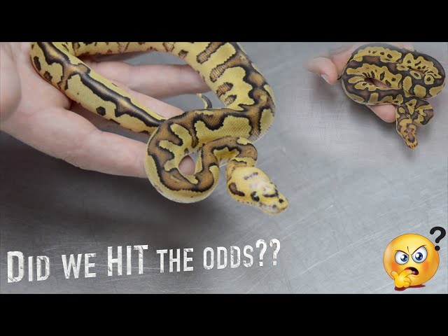 Did We Hatch A WORLD FIRST?! Super Vanilla Clown’s!!