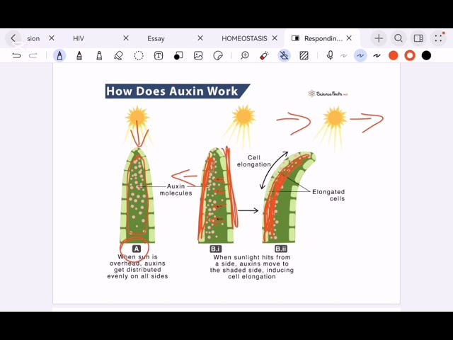 GRADE 12 LIFE SCIENCES: RESPONDING TO THE ENVIRONMENT - PLANTS