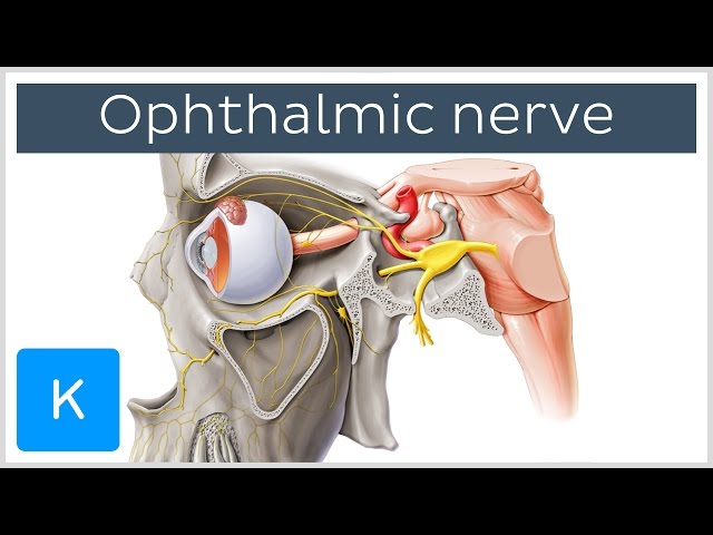 All About the Ophthalmic Nerve (preview) - Human Anatomy | Kenhub