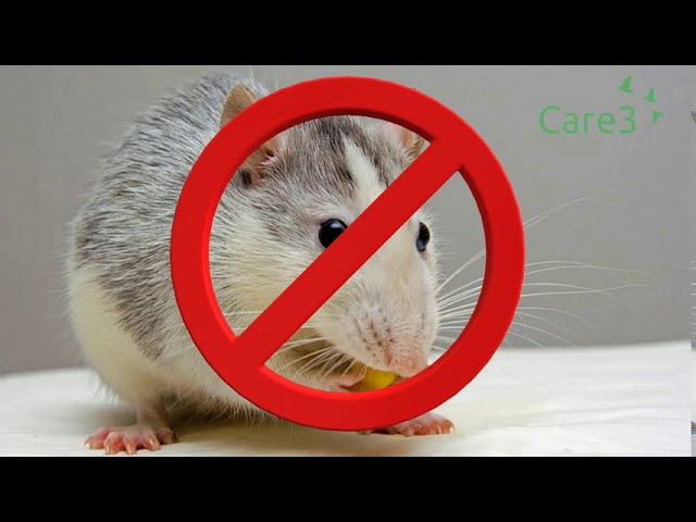 Best Ergonomics Mouse for Hardcore Computer users IT, Data Science, UI, UX, Designers