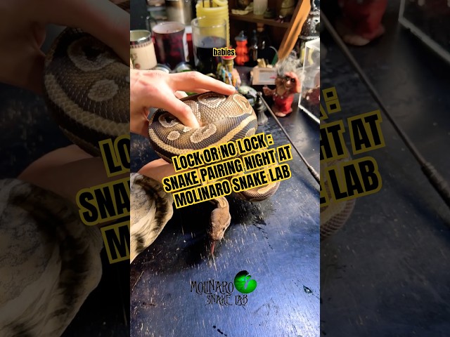 Lock or No Lock Snake Pairing! #molinarosnakelab #ballpython #royalpython #snakebreeding #shorts