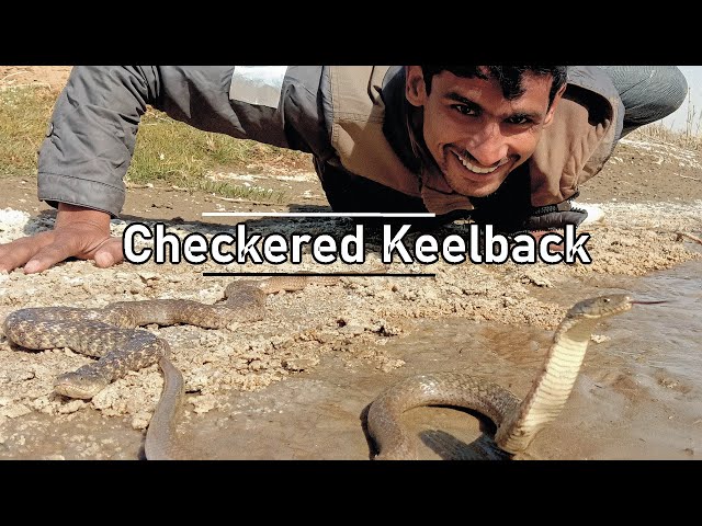 Checkered keelback Snake|Non Venomous |