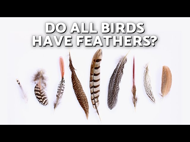 Types of BIRD FEATHERS 🪶🐦 How Birds Use Feathers to Fly
