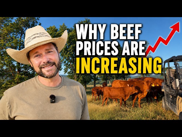 Why Beef Prices Keep Rising — And There’s No End in Sight