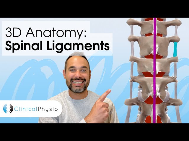 Ligaments that Stabilise the Spine | Expert Physio explains using 3D Anatomy Model
