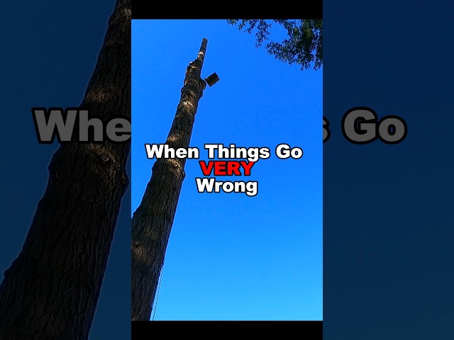 HUGE Tree Nose Dive! #treeremoval