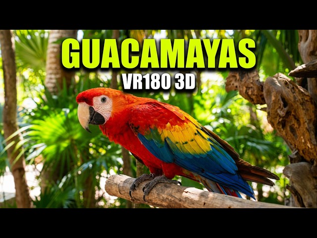 Guacamayas  | Xcaret VR  #6