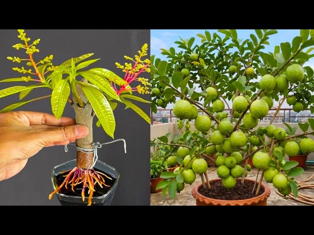 🔴 LIVE 🥭🌱 Mango & Guava Propagation from Cuttings | Fast Rooting Technique LIVE #livestream #live