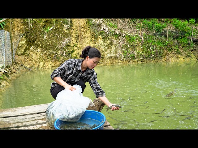 Trieu Dung Stocks Her Fish Pond, Harvests Long Beans & Renovates Home Entrance