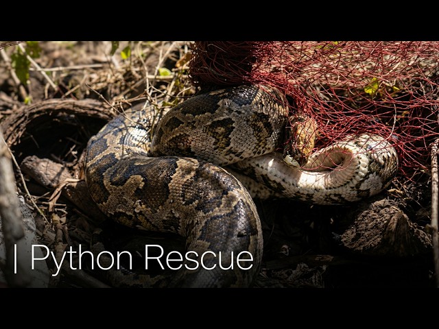 A python got entangled in a net and was freed.