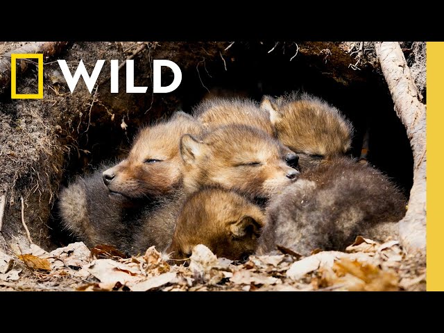 8 Minutes of Baby Animals: Pure Joy and Cuteness | Nat Geo Animals