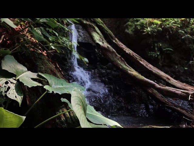 Relaxing Piano Music – Healing Vibes with Water Sounds for Meditation & Rest