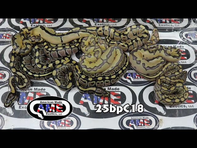25bpC18 fm Clown Enchi Het Hypo  x m Axanthic VPI hypo het clown
