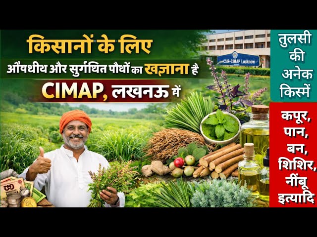 किसानों के लिए औषधीय और सुगंधित पौधों का खजाना है CIMAP लखनऊ में #cimap #medicinal #aromatic #किसान