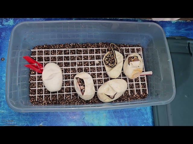 Ball Python Egg Cutting Clutch #3 of 2026 Confusions! 