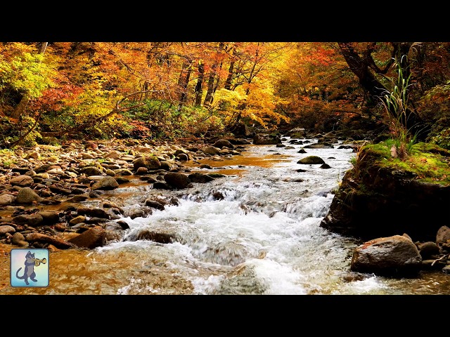 10 HOURS of Relaxing Waterfall Sounds in a Japanese Forest 🍁 | No Music, Pure Nature