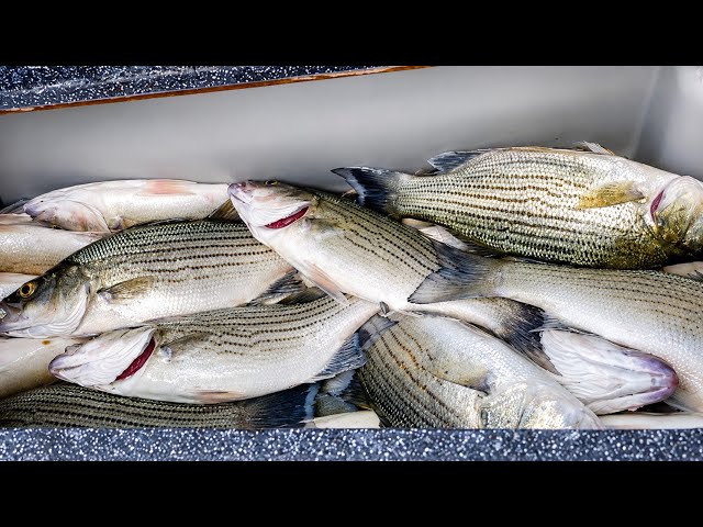Catching bedding Bluegills, Shellcrackers and Stripe Bass on Grass Shrimp..