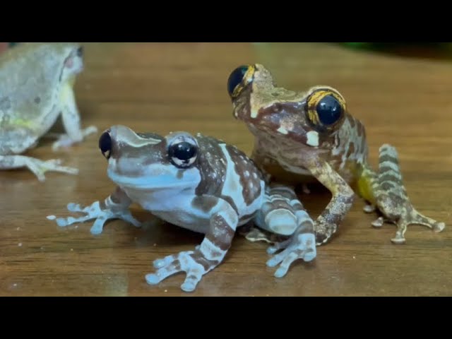 Hi!  baby🐸 eye eye & milk boy…（amazon milk frog, Japanese tree frog）