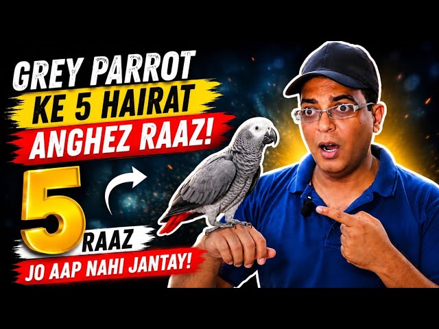 Grey Parrot Itna Intelligent Kyun Hota Hai? | Amazing Facts