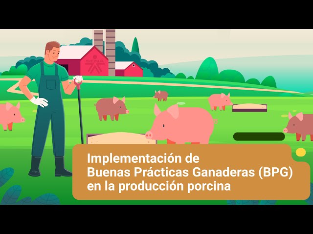 Implementación de Buenas Prácticas Ganaderas (BPG) en la producción porcina