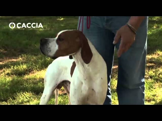 CACCIA TV SKY 235 - GUIDA ALL'ADDESTRAMENTO DEL CANE POINTER