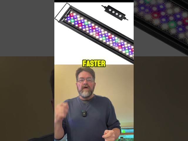 The Secret to Perfect Aquarium Lighting