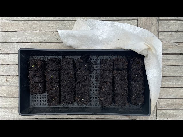 Automatically Watering Transplants While on Vacation, Using Paper Towels