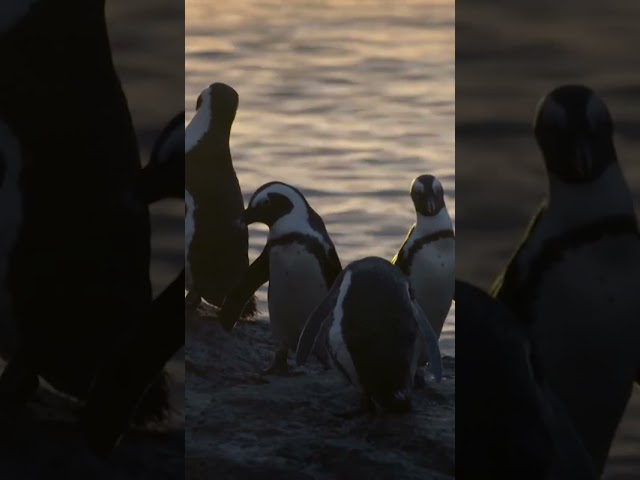 Elegant birds of the sea 🐧🤍#penguin  #documentary  #nature  #mothernature  #worldwide